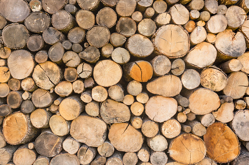 wood log texture background