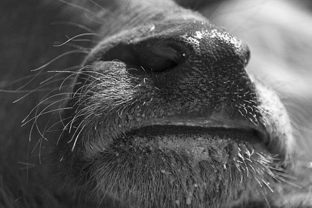 istock Thai water buffalo face 639608000