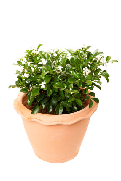 Orange jasmine in clay pots isolated on white background