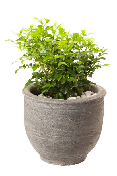 istock Orange jasmine in flower pot 639608222