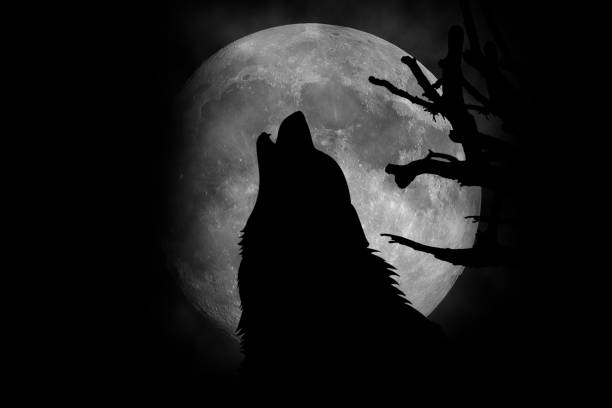 wolf hurlement de la lune  - gray hair photos photos et images de collection