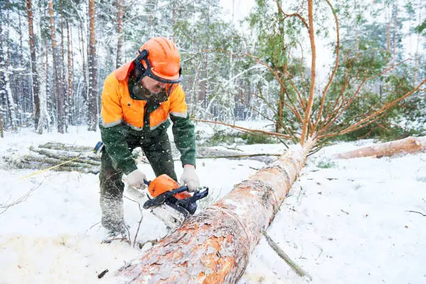 Wood harvesting. Lumberjack logger worker in protective gear cutting timber tree in winter snow forest with chainsaw
