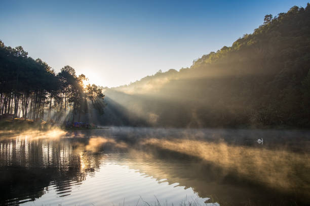 mirante luz solar brilha floresta de pinheiros com cisne em reservoi nebuloso - rafting thailand river inflatable raft - fotografias e filmes do acervo