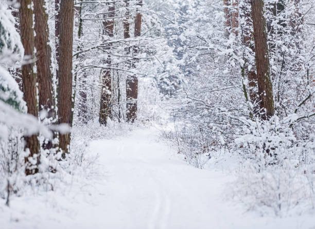istock Road through frozen forest with snow. 639612590