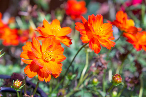 istock red Flowers in the park 639613594