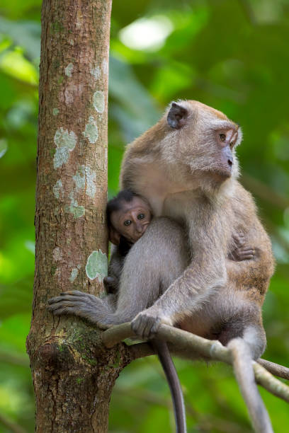 istock Mother and Baby Monkey 639613740