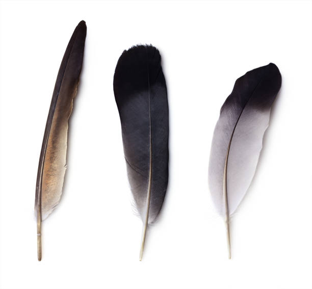 istock set of three pigeon feathers 639616596