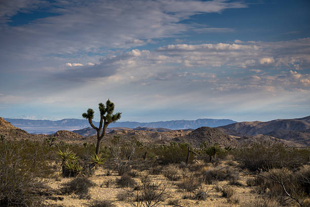 istock Joshua Tree National Park Landscape 639616604