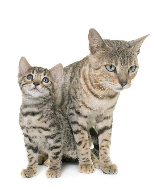 istock bengal kitten and mother 639618276