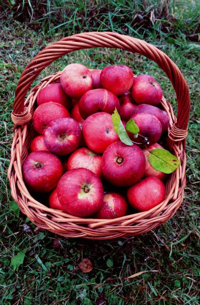 istock Basket of fresh red apples. 639618720