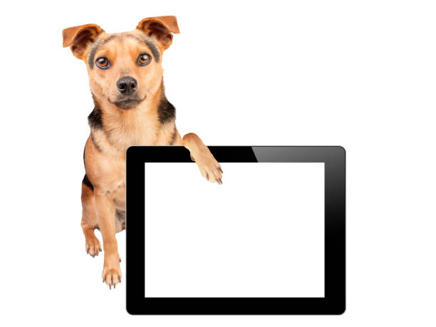 istock Dog paw tablet blank screen isolated 639619096