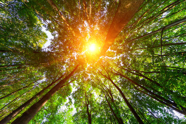 istock forest trees nature green wood sunlight backgrounds 639619474