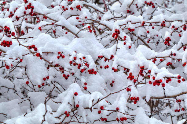 istock Winter background with red rose hips covered with snow 639619674