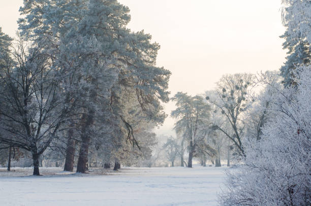 istock Trees covered with frost in a snowy forest 639621118