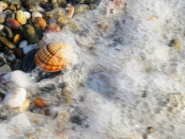 Wonderful Bivalve on Zen stone surround with pebbles