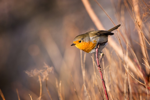 Skillful robin bird on the branch