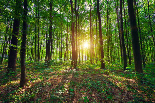 istock beautiful green forest 639621554