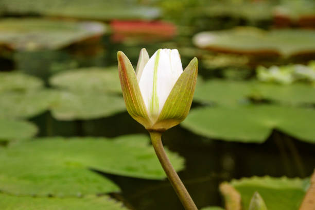 istock Closed white lotus flower 639621620