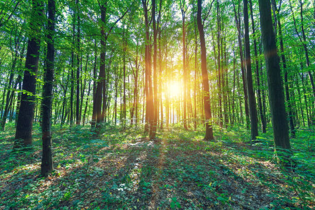 istock beautiful green forest 639621762