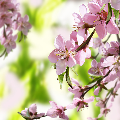 Peach blossoms. Spring. Blooming natural background. Bright warm day in the garden. Branches of flowering tree in the sunlight. Nature rejoices.