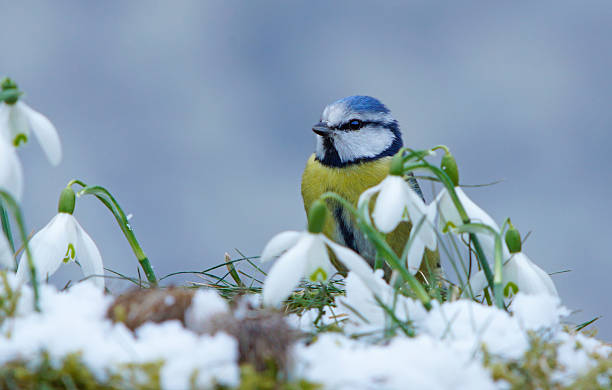 Blue tit with snowdrops stock photo