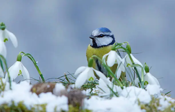 Blue tit with snowdrops,Eifel,Germany.