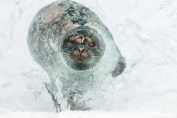 Curious seal floating in shallow water around iceberg