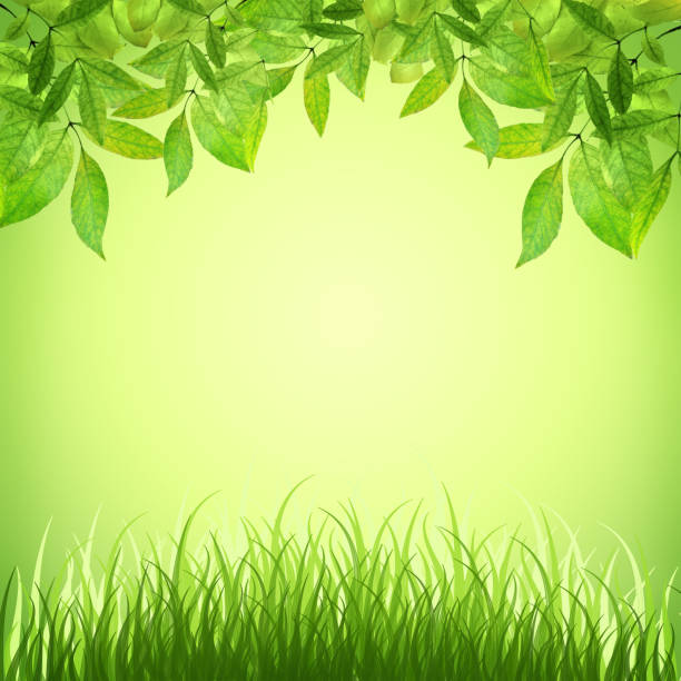 istock bright natural background with grass and leaves. Spring. Summer. 639622344