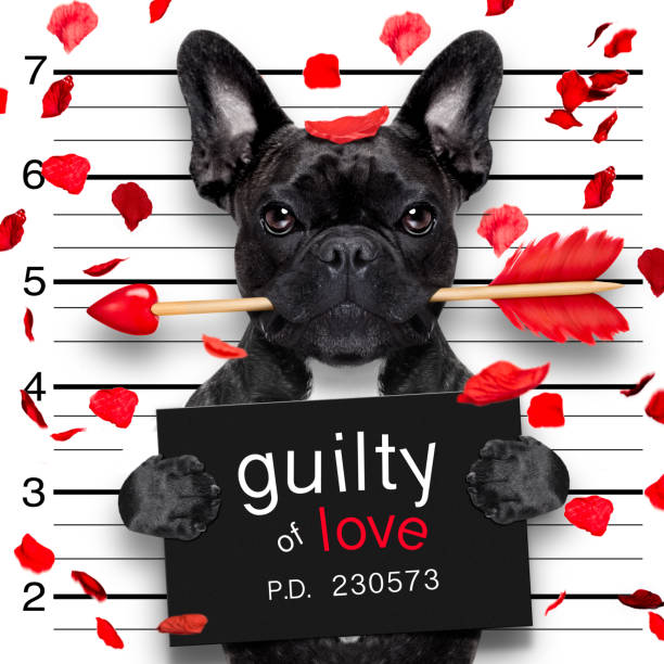 mugshot собака на валентина - flirting humor valentines day love стоковые фото и изображения
