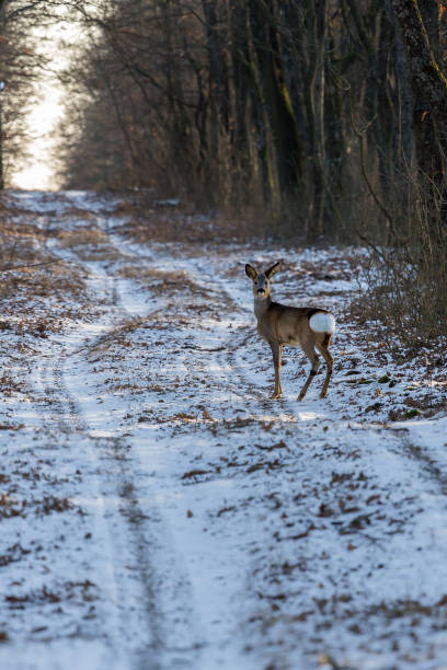 Alert roe on the forest road in winter Alert roe on the forest road in winter roe deer frost stock pictures, royalty-free photos & images