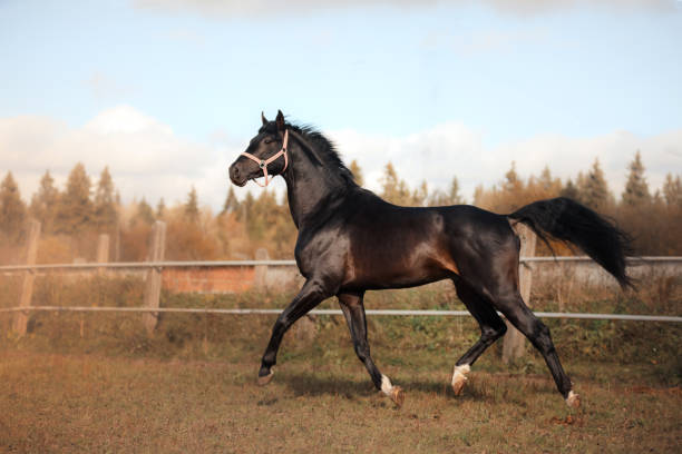 istock Black horse outdoors 639625082