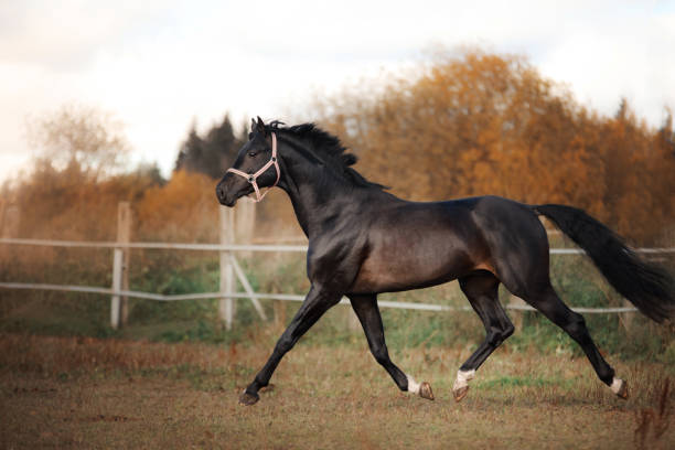 istock Black horse outdoors 639625890