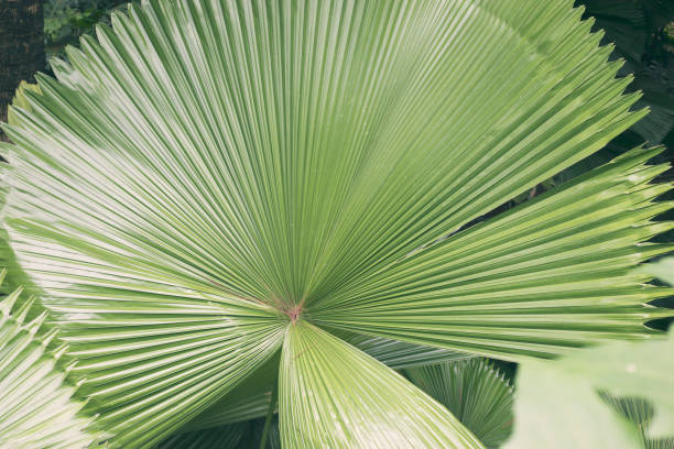 istock Licuala Grandis palm leaves 639626248