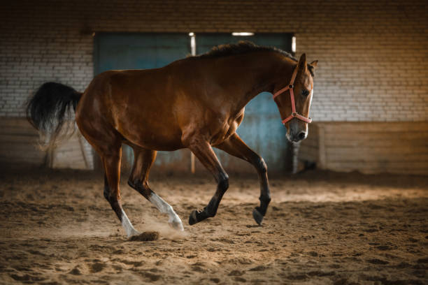 istock Horse in the stables 639626484