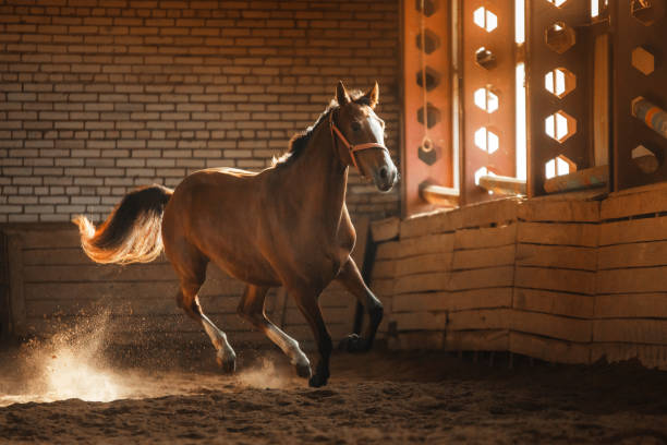istock Horse in the stables 639626894