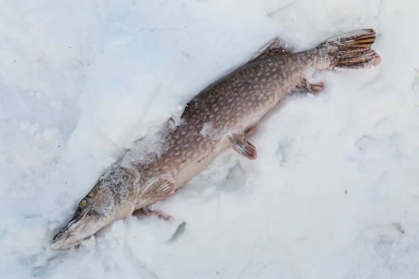 istock Frozen pike lying in the snow. 639627422