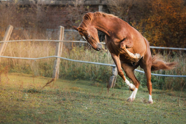 istock Horse Outdoors 639627552
