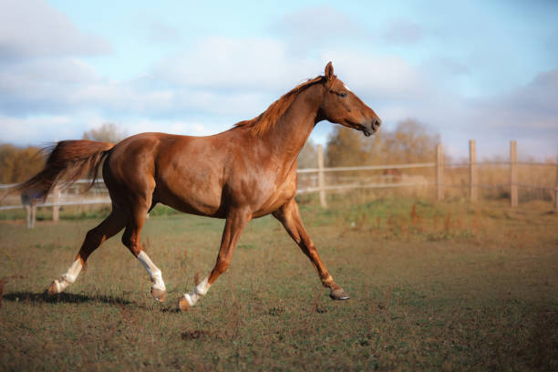 istock Horse Outdoors 639627644