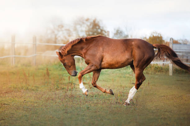 istock Horse Outdoors 639627864
