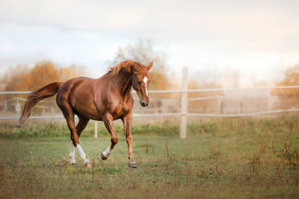 istock Horse Outdoors 639628338