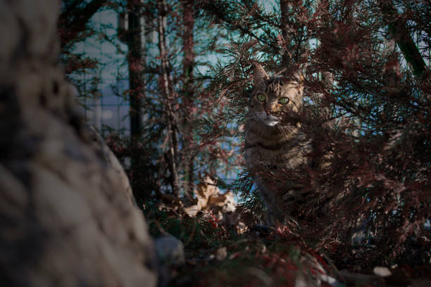 Tabby cat hiding among the trees of the garden Tabby cat hiding among the trees of the garden leather white hide textured stock pictures, royalty-free photos & images