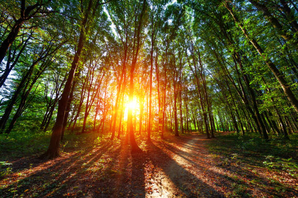 istock beautiful green forest 639628678