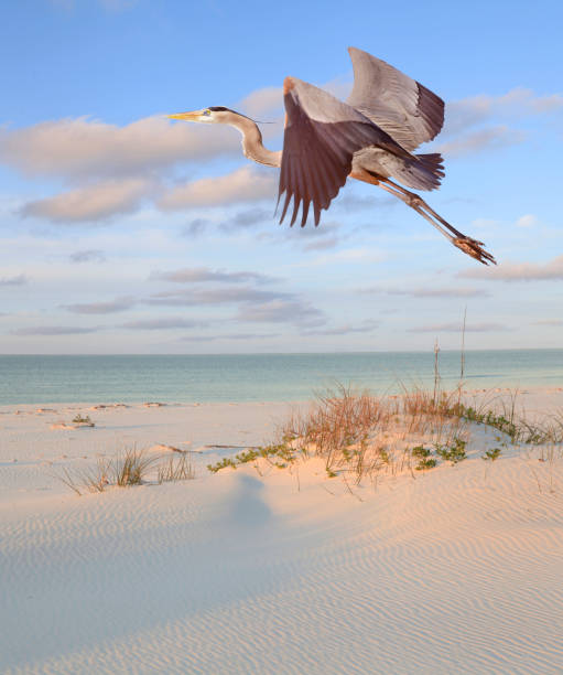 그레이트 블루 헤론 이 해변 을 비행 - southern usa sand textured photography 뉴스 사진 이미지