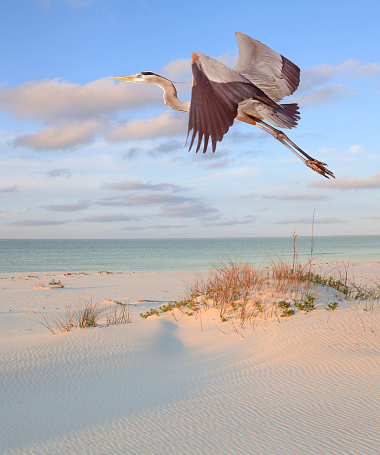 Great Blue Heron Flying Over the White Sand Beach in Early Morning Light