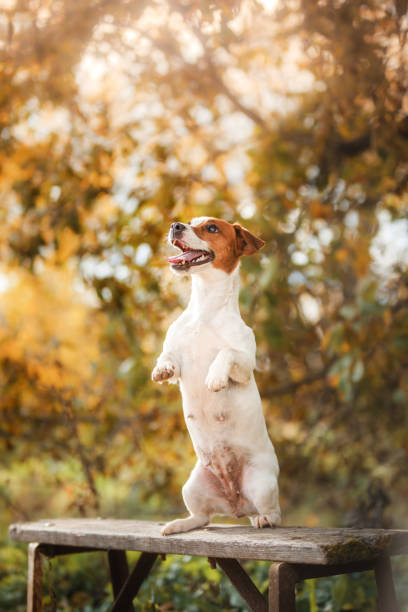 istock Dog Jack Russell Terrier sitting on a bench 639632602