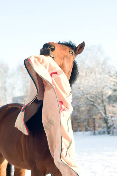 istock Horse bay color portrait 639635190