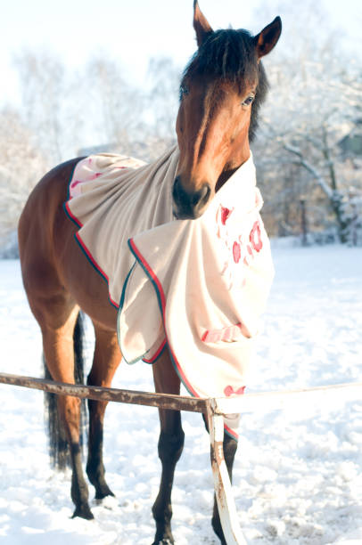 istock Horse bay color portrait 639635328