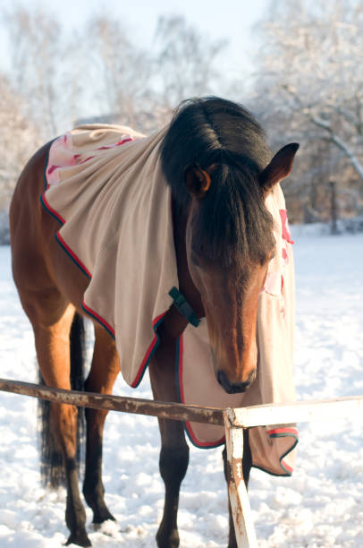 istock Horse bay color portrait 639635468