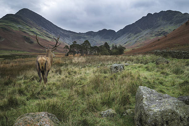 istock Powerful red deer stag in countryside landscape scene 639635592