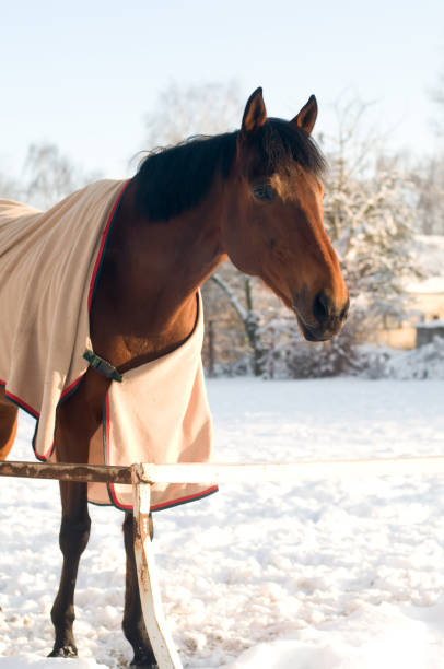istock Horse bay color portrait 639635616